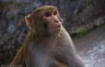 nepal-8834.jpg - 